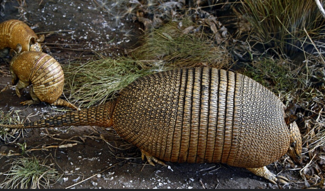 Tatu-mulita (Dasypus hybridus) – Encontrado principalmente no sul da América do Sul, ocorre em áreas de campos e pastagens do Brasil, Uruguai, Paraguai e Argentina. É um animal escavador e utiliza tocas como abrigo. Alimenta-se principalmente de insetos e outros invertebrados encontrados no solo.