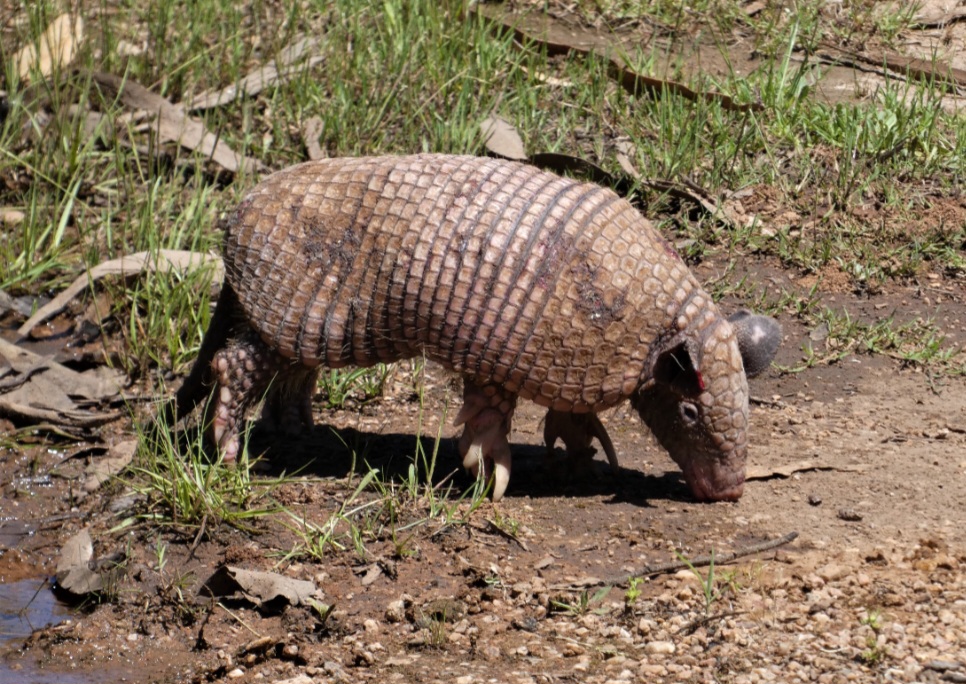 Tatu-de-rabo-mole-grande (Cabassous tatouay) – Recebe esse nome porque sua cauda possui bem menos placas protetoras que as de muitos outros tatus. Ocorre em partes da América do Sul, inclusive no Brasil, e passa boa parte do tempo escavando. Sua alimentação é composta principalmente por formigas e cupins.