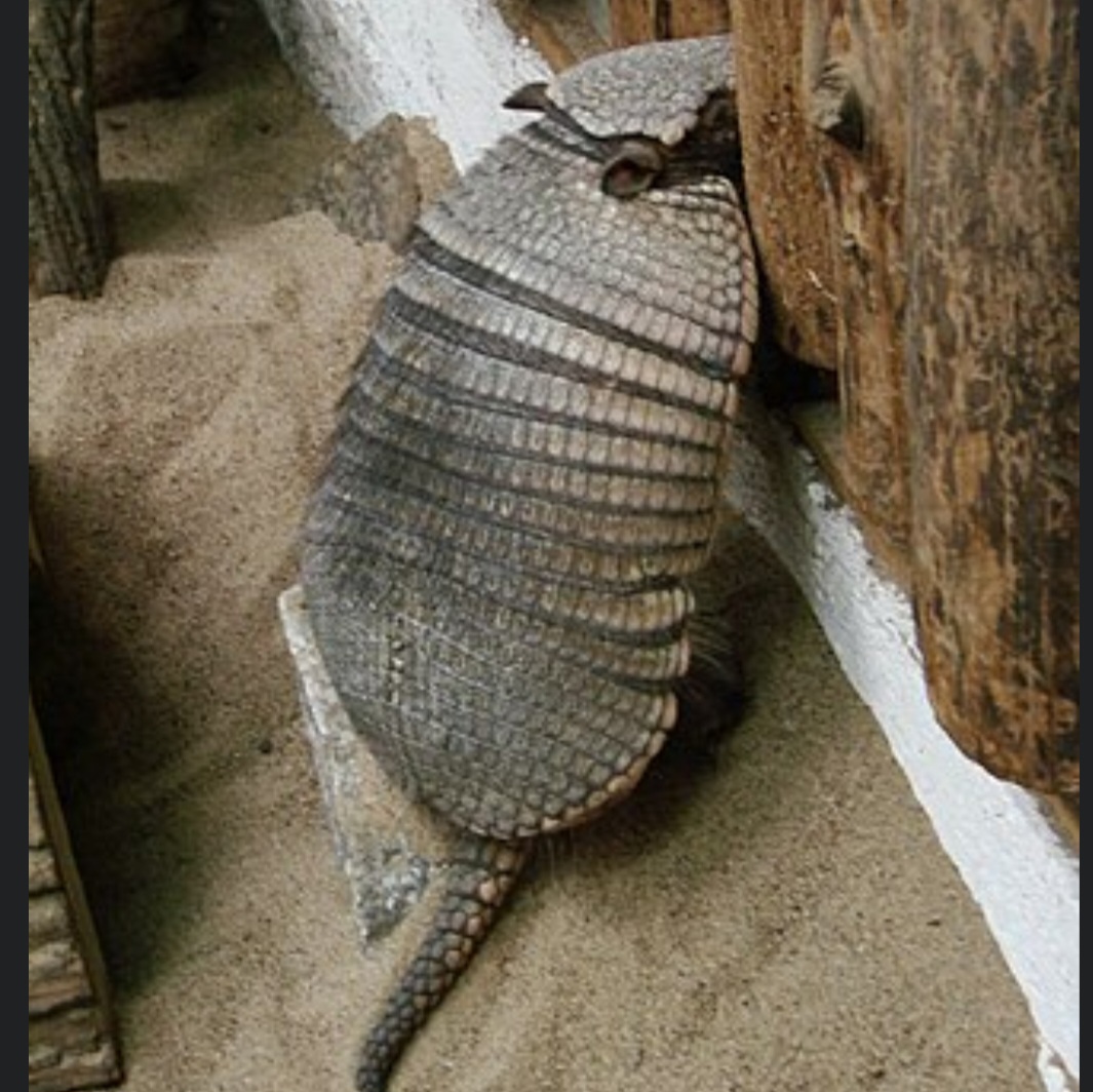 Tatu-peludo (Chaetophractus villosus) – Chama atenção pelos pelos longos que aparecem entre as placas da carapaça. É encontrado sobretudo na Argentina, Paraguai e Bolívia e ocupa desde campos até ambientes relativamente áridos. Tem alimentação variada e grande capacidade de escavação.