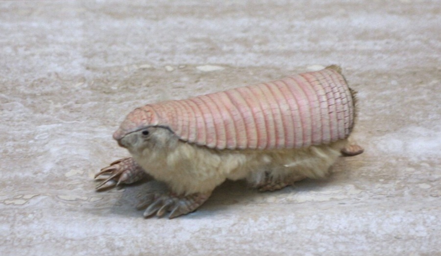 Pichiciego-menor (Chlamyphorus truncatus) – Encontrado na Argentina, é o menor tatu conhecido e apresenta uma curiosa carapaça rosada, além de pelos claros na parte inferior do corpo. Vive grande parte do tempo sob o solo, especialmente em terrenos arenosos. Seus hábitos subterrâneos fazem com que seja raramente observado.