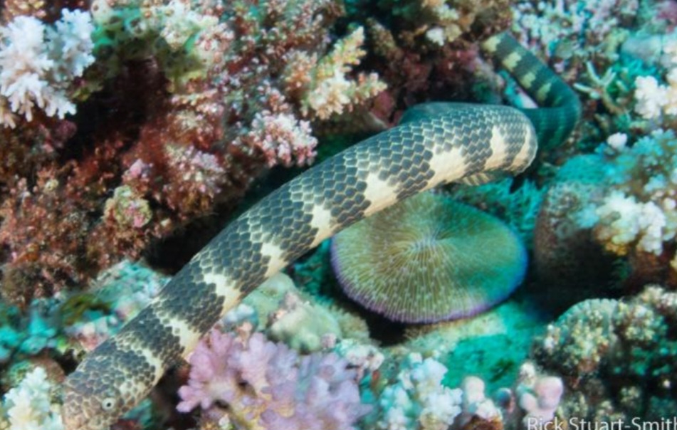 Serpente-marinha-de-Dubois (Aipysurus duboisii) — Encontrada principalmente em águas próximas à Austrália, possui um dos venenos de maior toxicidade já medidos em serpentes. Estudos experimentais demonstraram letalidade extremamente elevada em pequenas doses. Vive no ambiente marinho e o contato com seres humanos é relativamente incomum.
