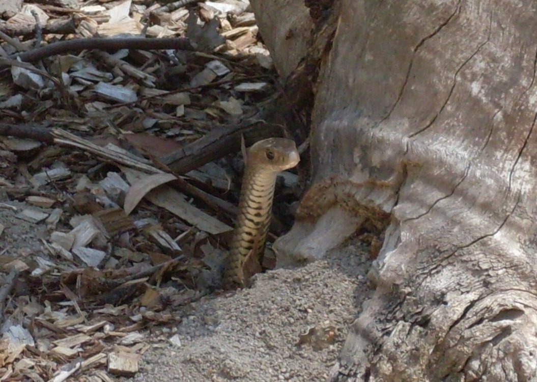 Cobra-marrom-oriental (Pseudonaja textilis) — Encontrada no leste e centro da Austrália, produz um veneno muito potente, com componentes que interferem principalmente na coagulação e também podem afetar o sistema nervoso. É responsável por mais mortes por picadas de serpentes na Austrália do que qualquer outra espécie.