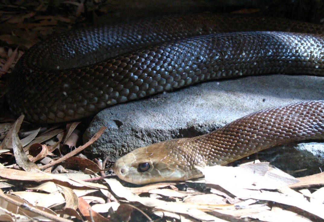 Taipan-costeiro (Oxyuranus scutellatus) — Presente na Austrália e na Nova Guiné, possui veneno de forte ação neurotóxica e sobre a coagulação sanguínea. Casos graves podem provocar paralisia, distúrbios de coagulação e hemorragias. Sem tratamento adequado, o envenenamento representa uma emergência médica de grande gravidade.