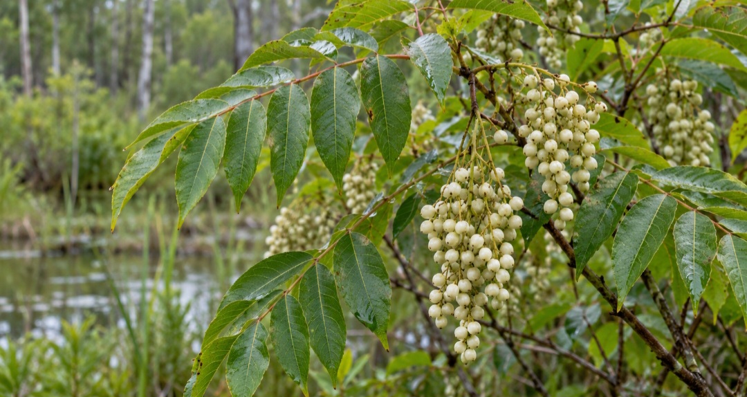 Em inglês, uma planta tóxica da América do Norte também é chamada de poison sumac. Ela pertence ao gênero Toxicodendron e é diferente do Rhus coriaria usado como especiaria. Por isso, a identificação da planta importa: não se deve colher frutos silvestres apenas pela semelhança do nome. 