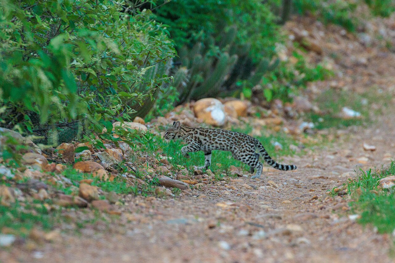 O trabalho, publicado na revista científica Current Biology, também levou à identificação de uma nova subespécie, o Leopardus tigrinus antisuyo, encontrado nas Yungas do Peru. Embora pertençam a um grupo de pequenos felinos sul-americanos com características físicas semelhantes, as duas linhagens possuem histórias evolutivas distintas.  -  (crédito: thomazcallado/iNaturalist)