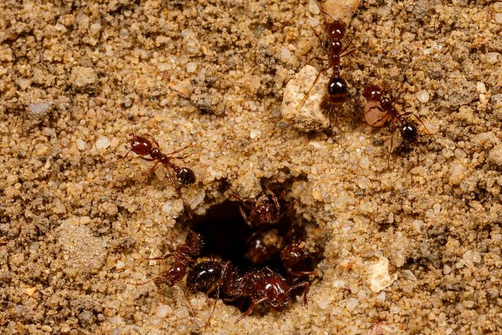 Formigas-de-fogo (Solenopsis invicta) – iNaturalist/Meghan Cassidy