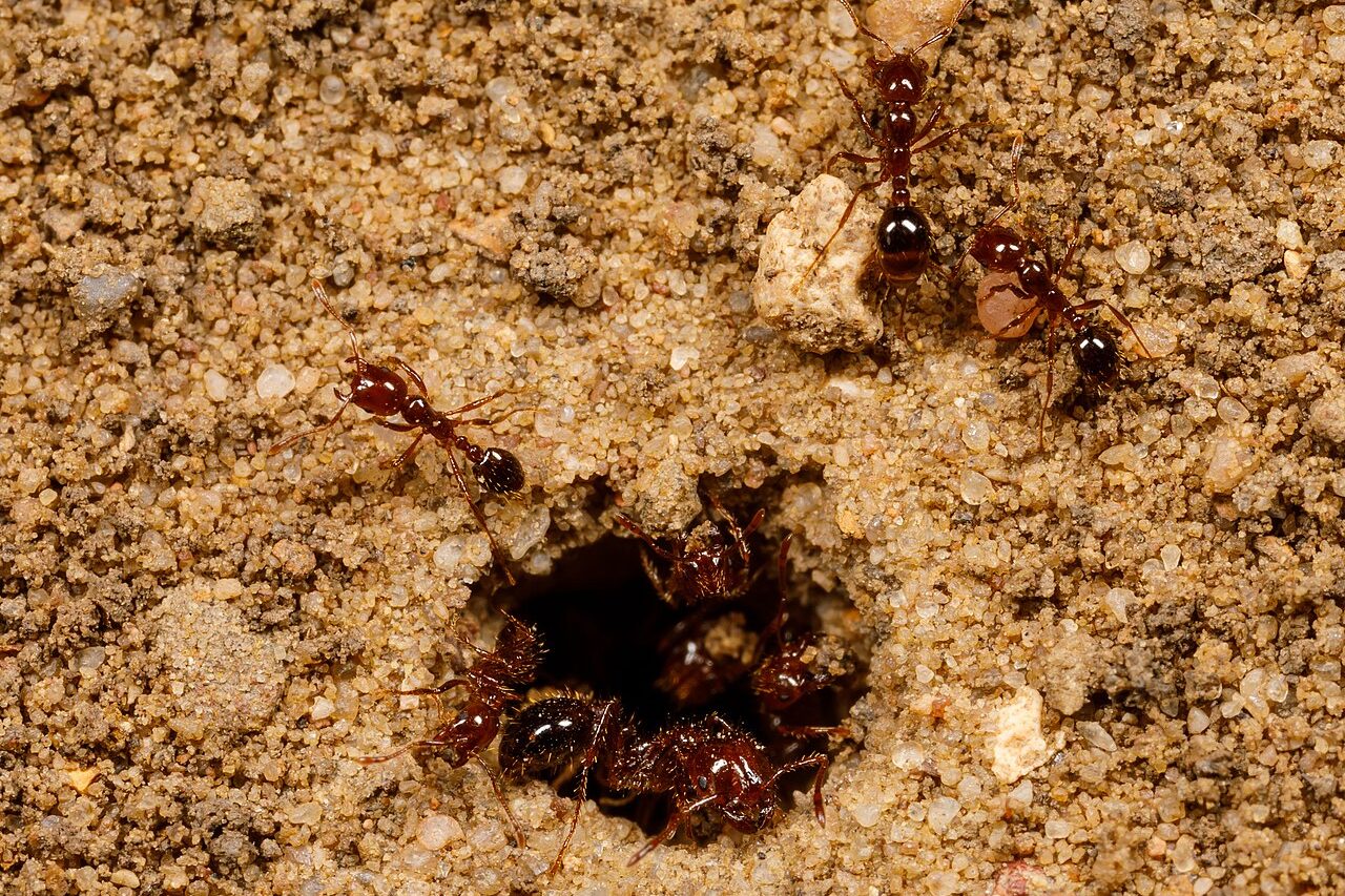 O impacto provocou múltiplas fraturas, lesões graves e a perda de vários dentes, além de deixá-la inconsciente. Por uma combinação extraordinária de circunstâncias, Murray caiu sobre um grande formigueiro de formigas-de-fogo, conhecidas pelas picadas doloridas.