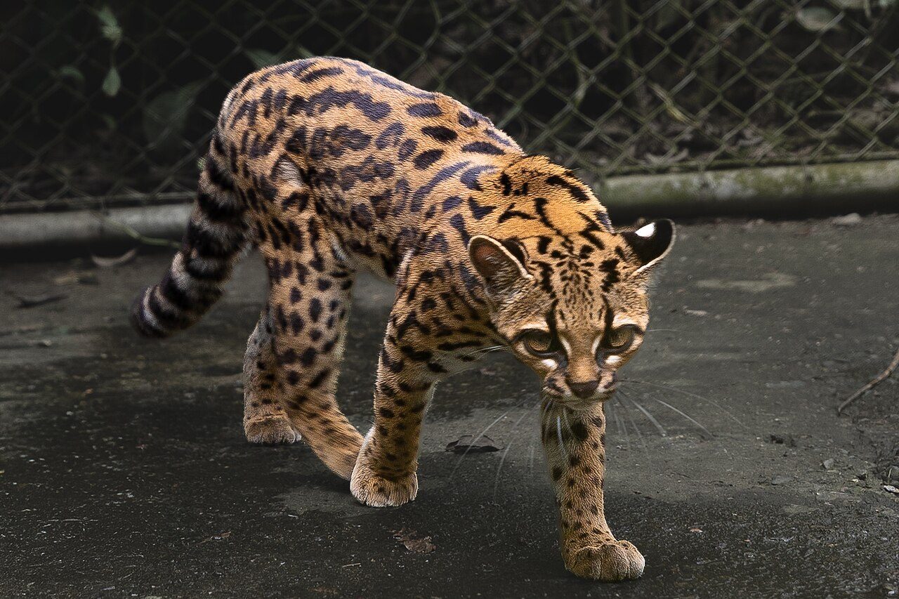 O caso ajudou a esclarecer um problema recorrente na classificação dos felinos selvagens da América do Sul. Espécies diferentes podem apresentar características físicas tão próximas que acabam reunidas sob o mesmo nome, apesar de diferenças genéticas e de trajetórias evolutivas que remontam a centenas de milhares ou até milhões de anos.