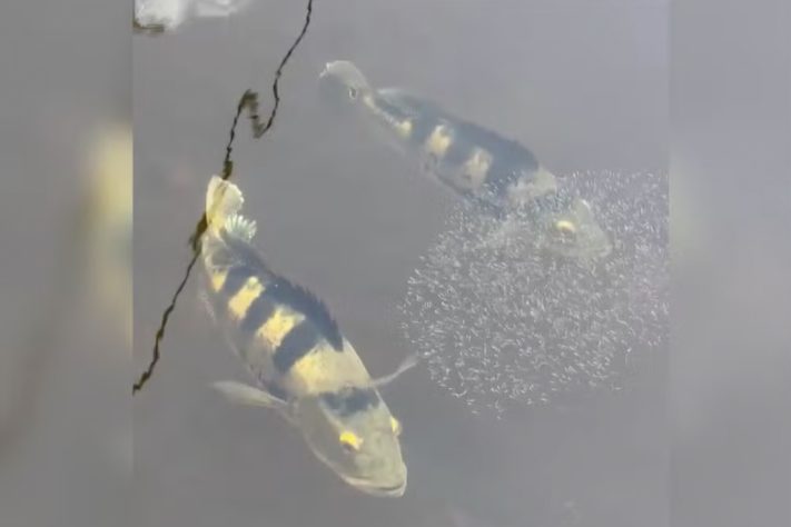 Uma cena rara que mostra tucunarés-azuis protegendo a própria prole em um lago no Tocantins chamou a atenção na internet – Reprodução/Arquivo pessoal
