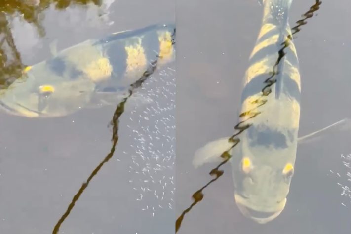 Uma cena rara que mostra tucunarés-azuis protegendo a própria prole em um lago no Tocantins chamou a atenção na internet – Reprodução/Arquivo pessoal