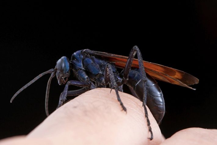 Vespa-cavalo-do-cão (gênero Pepsis) | Flickr - Insects Unlocked