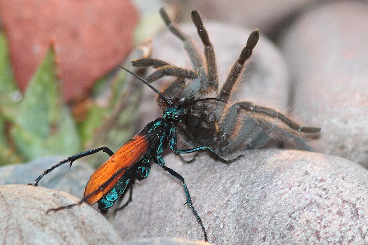 Em seguida, transporta a presa até um local protegido, onde deposita um único ovo sobre seu corpo. Quando a larva nasce, utiliza a aranha como fonte de alimento durante seu desenvolvimento. A estratégia permite que a presa permaneça viva por parte do processo, o que garante alimento fresco para a larva.