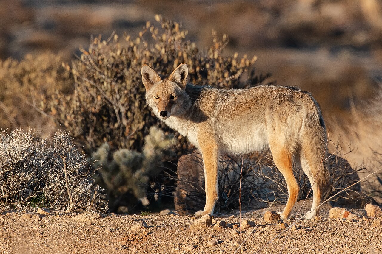 Os coiotes são mamíferos da família dos canídeos, parentes próximos de lobos, cães e raposas, conhecidos por sua grande capacidade de adaptação. A espécie, cujo nome científico é Canis latrans, é nativa da América do Norte e ocupa uma extensa área que vai do Canadá ao México.