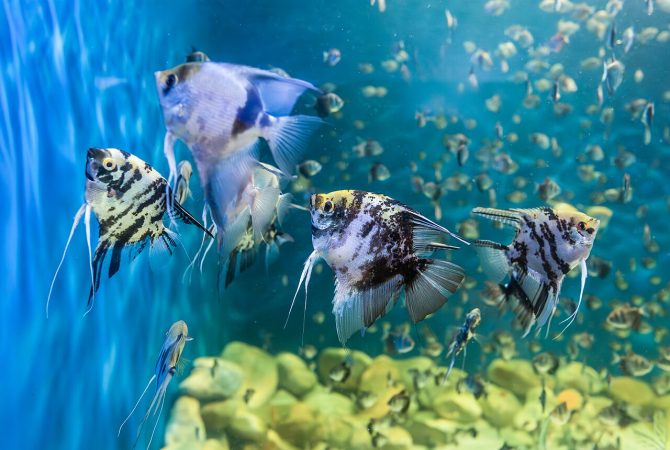 Amazônia abriga mais de 2,7 mil espécies de peixes, segundo estudo