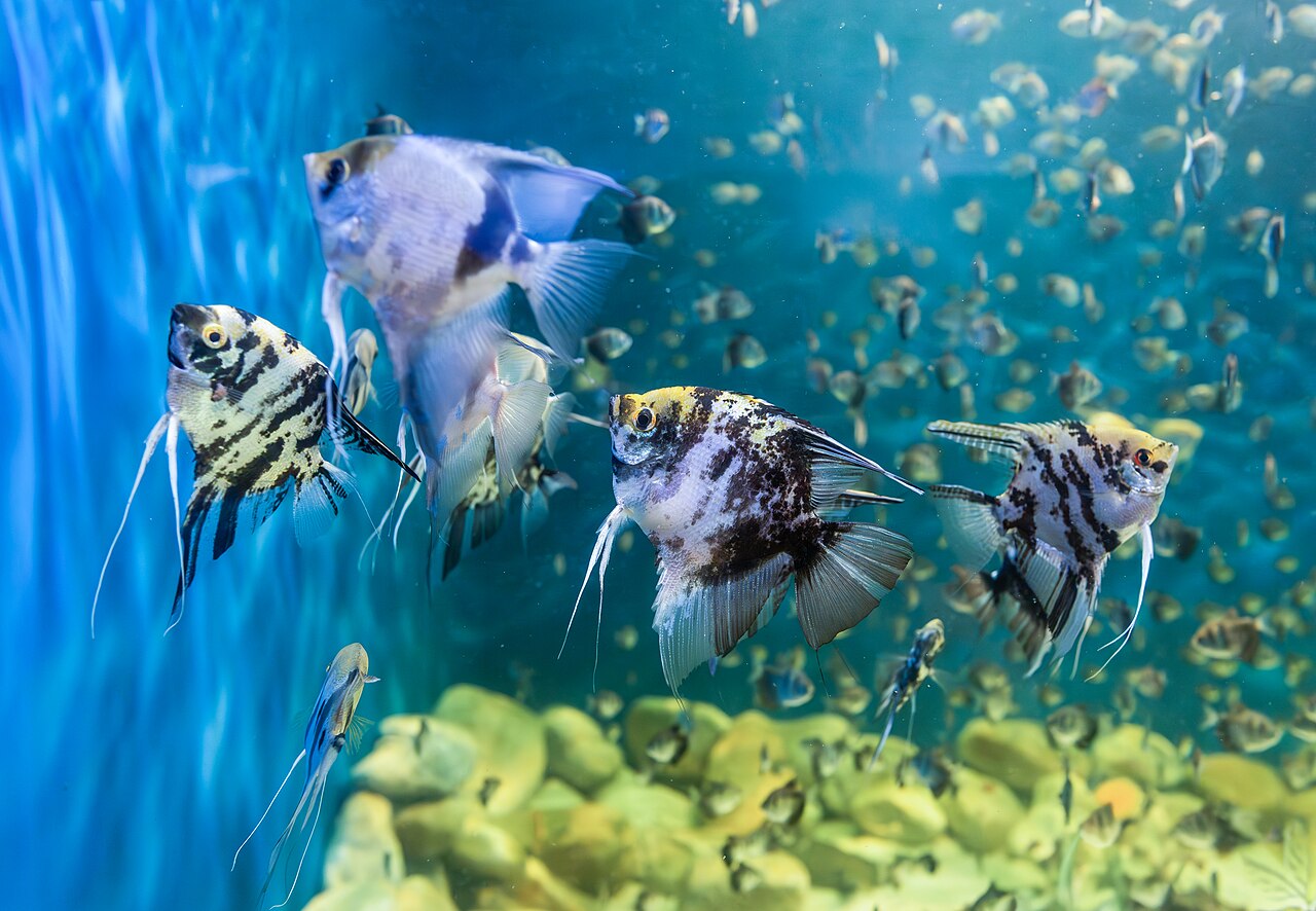 A importância dos peixes também se estende diretamente à vida das populações que vivem às margens dos rios. Em algumas comunidades ribeirinhas remotas, o consumo de pescado ultrapassa 600 gramas por pessoa diariamente. Pelo menos 200 espécies são exploradas pela pesca comercial na região. Além disso, o comércio de peixes ornamentais movimenta dezenas de milhões de exemplares todos os anos e representa uma fonte de renda para milhares de famílias.
