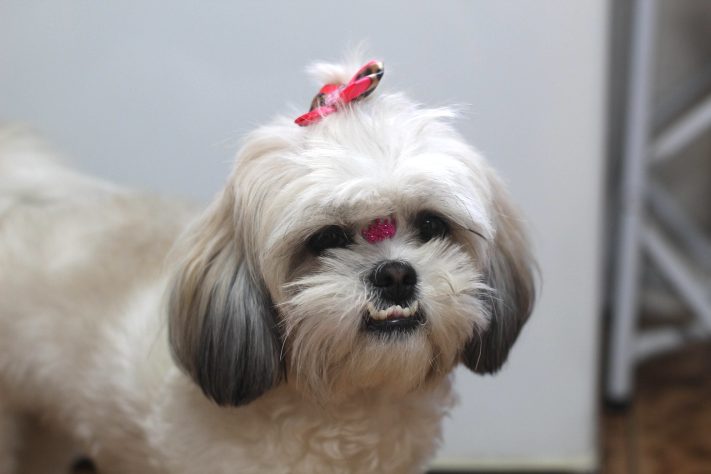 Cão/cachorro da raça Shih Tzu – Cesar Abud/Pixabay