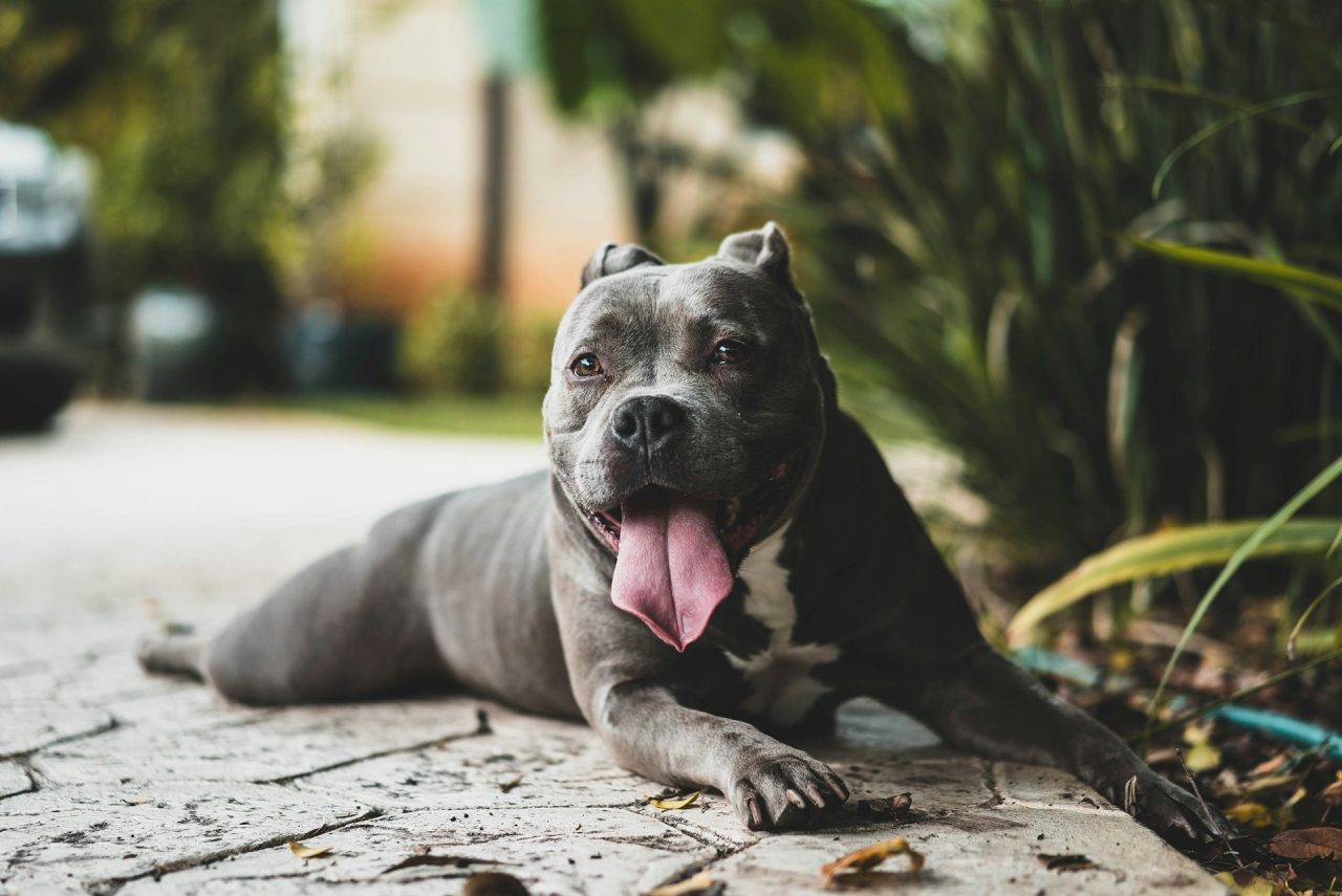 Segundo o Hospital Estadual Alberto Torres, a unidade já atendeu cerca de 25 pessoas vítimas de mordidas de cães em 2026, com predominância de crianças entre os pacientes. De acordo com o médico Jonathan Ribeiro, pitbulls e cães com características semelhantes aparecem com frequência nesses atendimentos. 