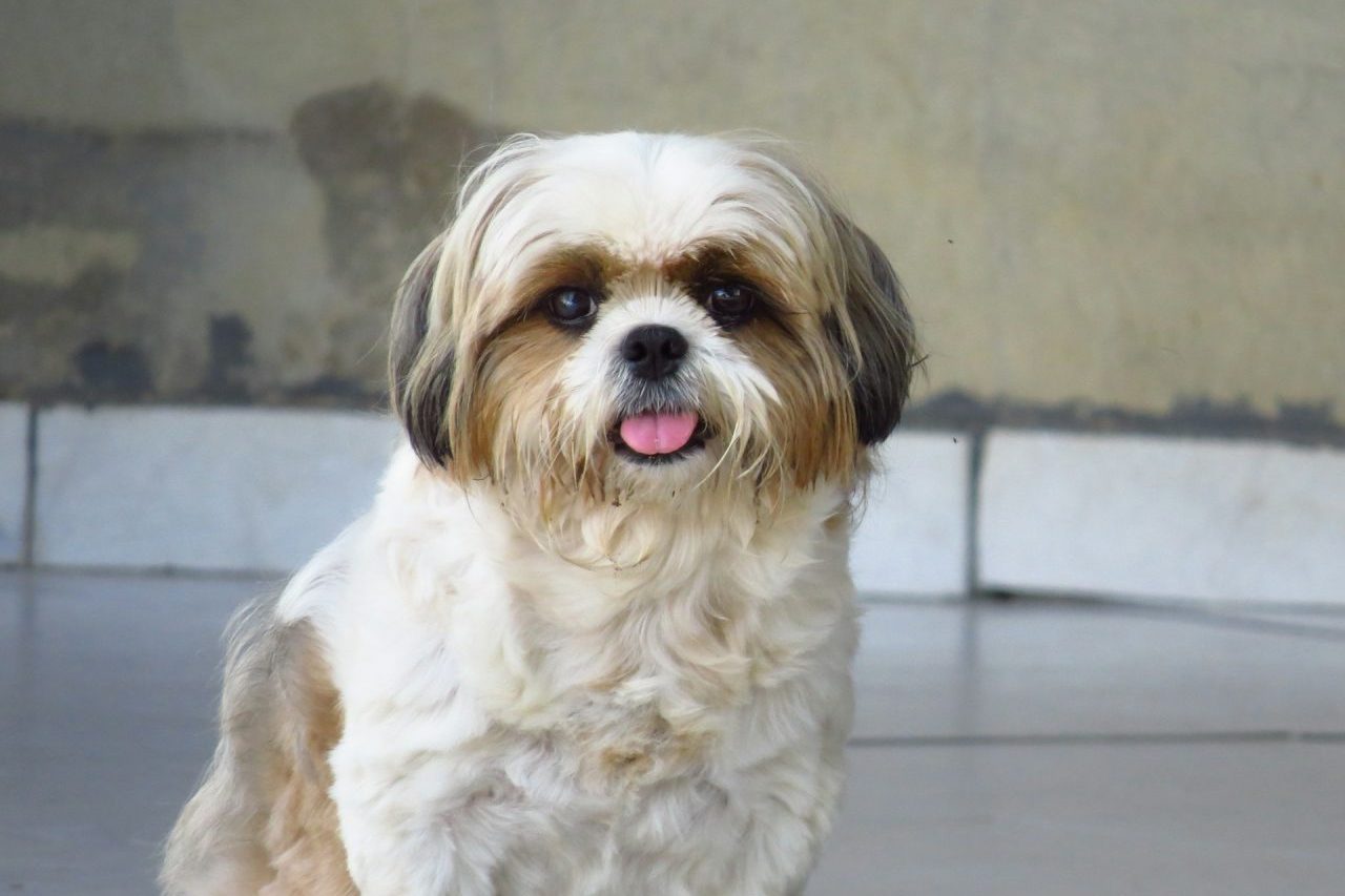 O Shih Tzu é uma raça de pequeno porte conhecida pelo temperamento dócil, companheiro e pela aparência marcante. De origem asiática, a raça tem uma história ligada à China e ao Tibete, onde cães semelhantes eram criados como 'animais de companhia'. -  (crédito: Dieny Portinanni/Unsplash)