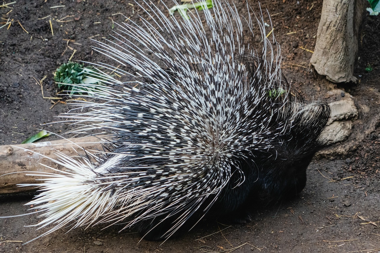 Apesar da aparência ameaçadora, um porco-espinho costuma evitar confrontos e pode atacar quando se sente ameaçado. Algumas espécies sofrem com perda de habitat, caça predatória e conflitos com atividades humanas, fatores que podem afetar suas populações. 