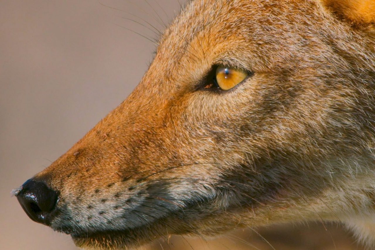Outra marca dos coiotes é que eles fazem uso de uivos, latidos, rosnados e outros sons para localizar membros do grupo e marcar territórios. Apesar de sua aparência semelhante à de cães, coiotes são animais silvestres e podem reagir de forma defensiva quando se sentem ameaçados. 