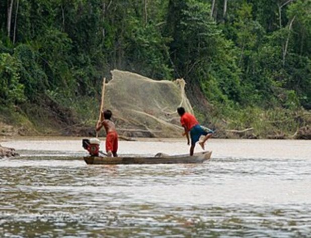 Diversidade de peixes na Amazônia