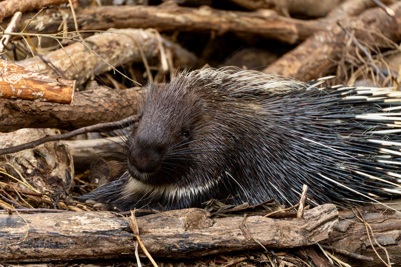Pertencente às famílias Erethizontidae, no continente americano, e Hystricidae, no Velho Mundo, as espécies habitam florestas, desertos e savanas. Os espinhos são pelos modificados, feitos principalmente de queratina, e podem apresentar diferentes tamanhos, formatos e cores.