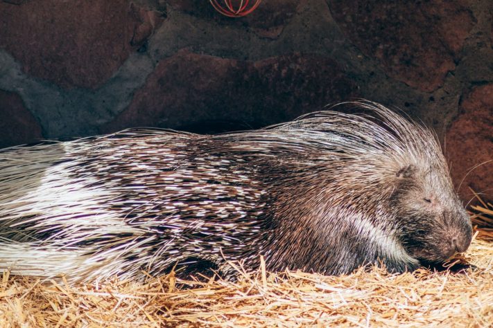 Porco-espinho – Pexels/Mr Dr3igeteilt