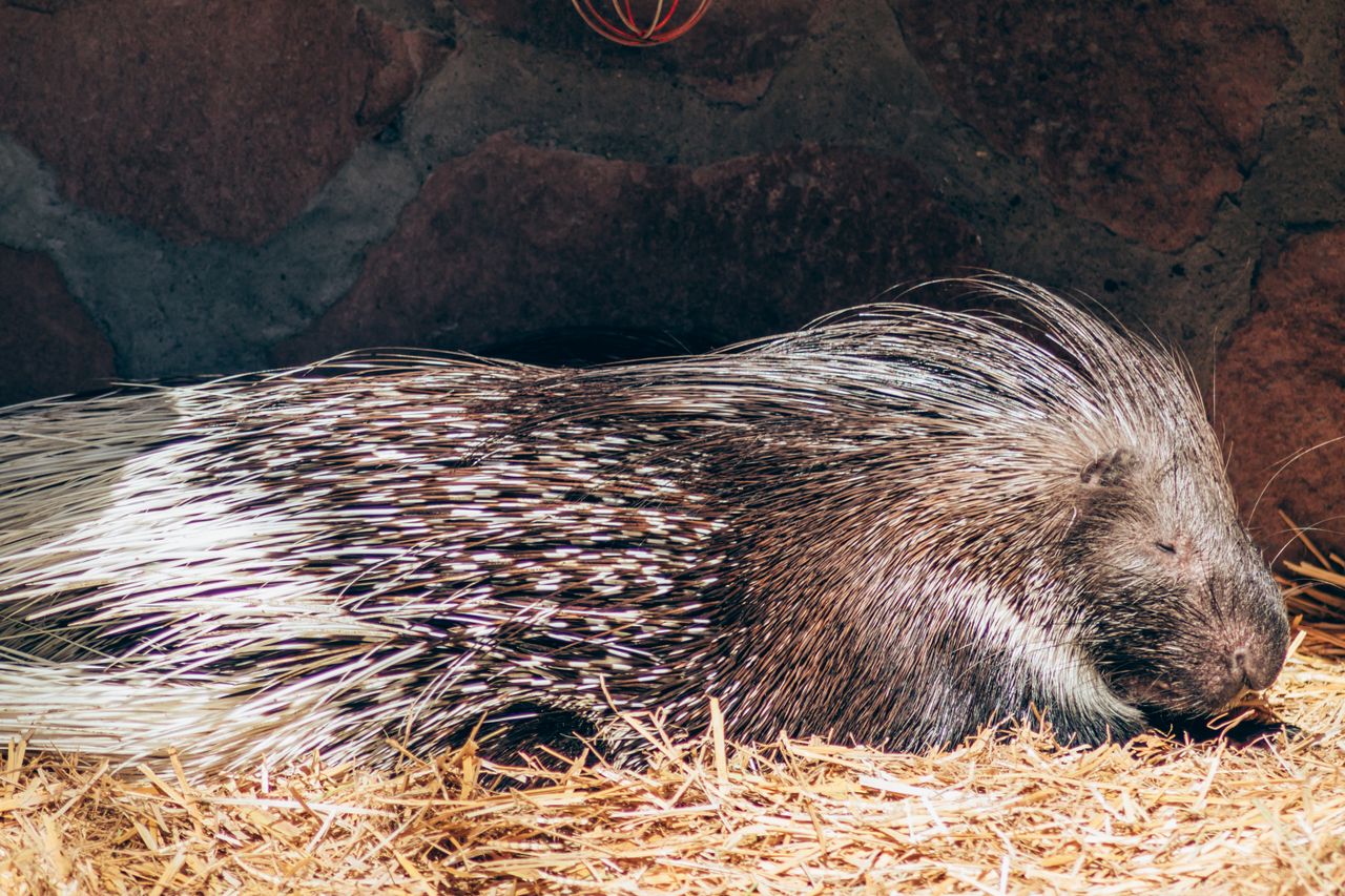 O tamanho desses animais pode variar bastante, e algumas espécies chegam a ultrapassar um metro de comprimento, quando considerada a cauda. Na natureza, os porcos-espinhos desempenham funções importantes ao consumir vegetação, dispersar sementes e modificar o ambiente por meio de seus hábitos alimentares.