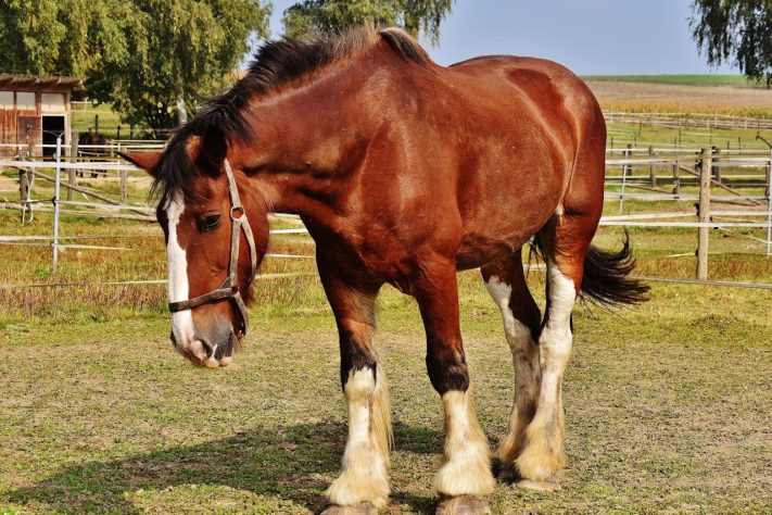 Cavalo da raça Shire – Reprodução/Pixabay