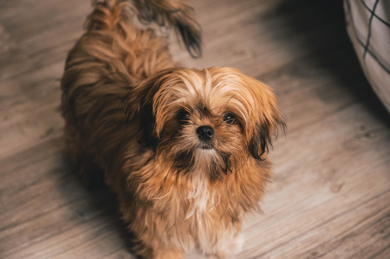 Por seu perfil afetuoso, costuma se adaptar bem a apartamentos e costuma criar forte vínculo com os tutores. A raça também apresenta boa convivência com crianças e outros animais, desde que receba socialização adequada. Em alguns casos, pode demonstrar certa teimosia, o que exige paciência e métodos de treinamento baseados em reforço positivo.