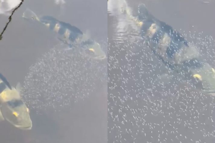 Uma cena rara que mostra tucunarés-azuis protegendo a própria prole em um lago no Tocantins chamou a atenção na internet – Reprodução/Arquivo pessoal