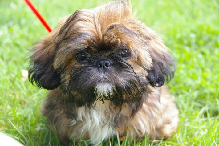 Cão/cachorro da raça Shih Tzu – Werner/Pixabay