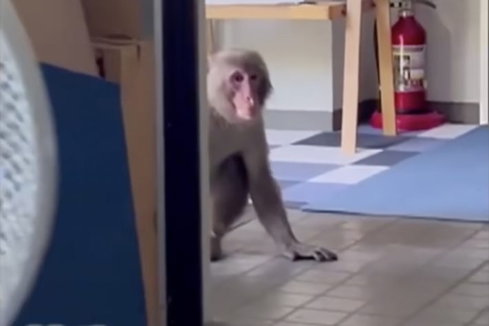 Bando de macacos agressivos aterroriza moradores e provoca caos em ruas de cidade do Japão – Reprodução/YouTube