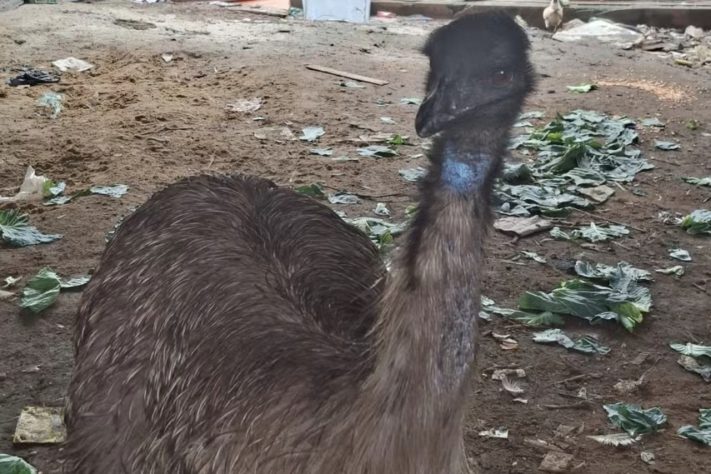 Depois de ser visto em viaduto movimentado do RJ, emu é resgatado e encaminhado ao BioParque – Reprodução