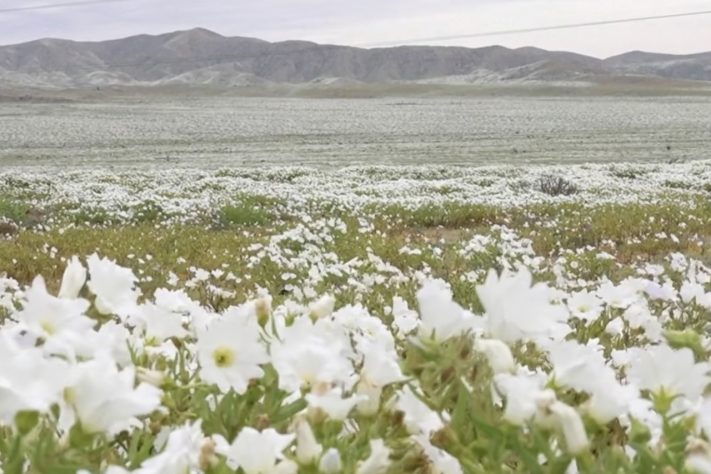 Deserto do Atacama fica florido após chuvas acima da média Reprodução/YouTube AFP Português