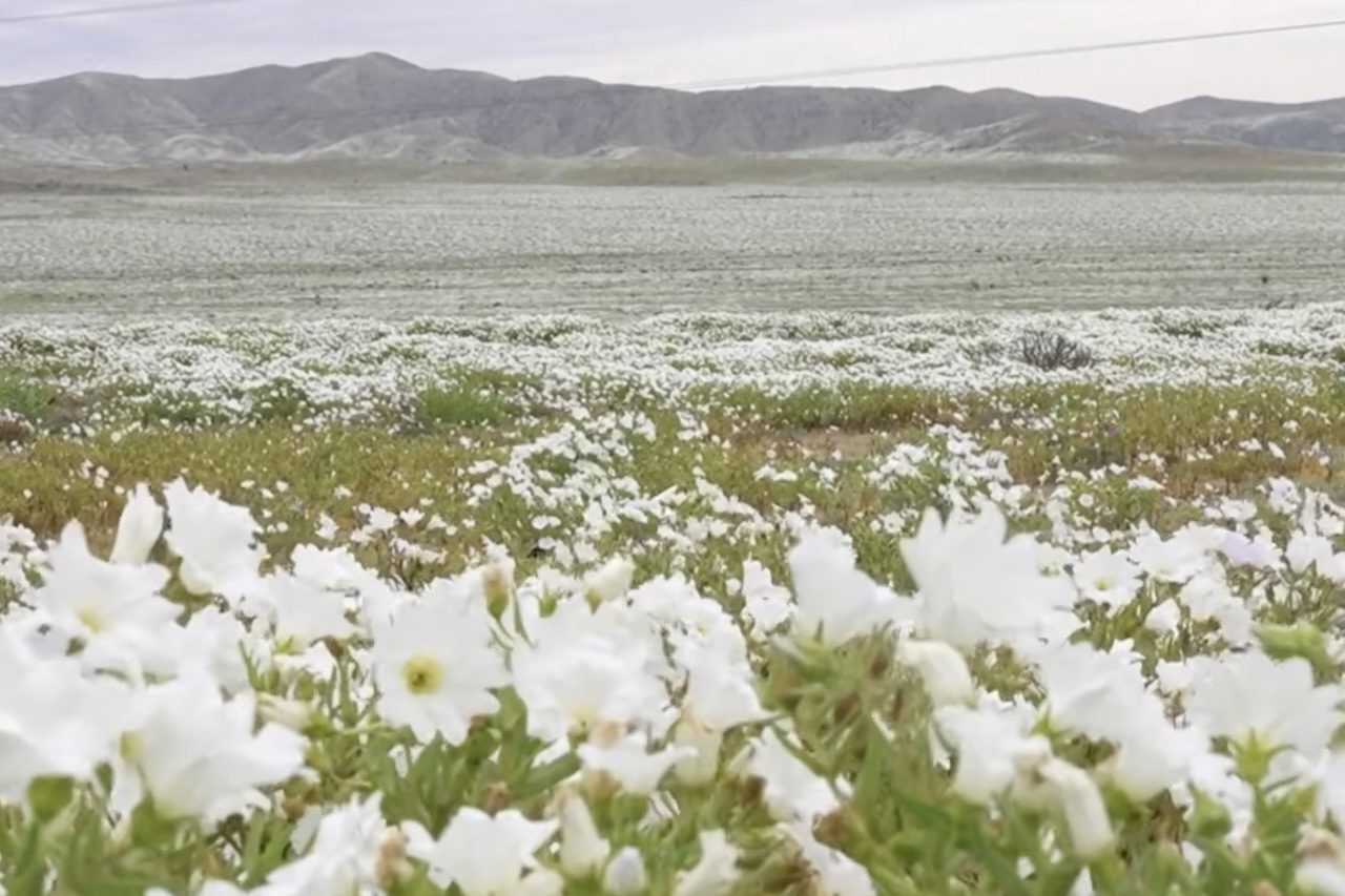 Considerado um dos lugares mais secos da Terra, o deserto do Atacama, no norte do Chile, ganhou uma aparência incomum após um período de chuvas acima do normal, que favoreceu o surgimento de extensos campos de flores. O fenômeno, conhecido como 'deserto florido', deve atingir seu auge em outubro.  -  (crédito: Reproduc?a?o/YouTube AFP Portugue?s)