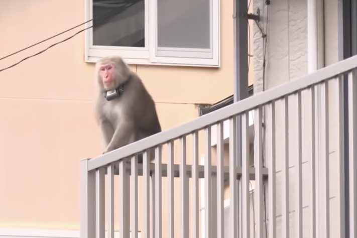 Bando de macacos agressivos aterroriza moradores e provoca caos em ruas de cidade do Japão – Reprodução/YouTube