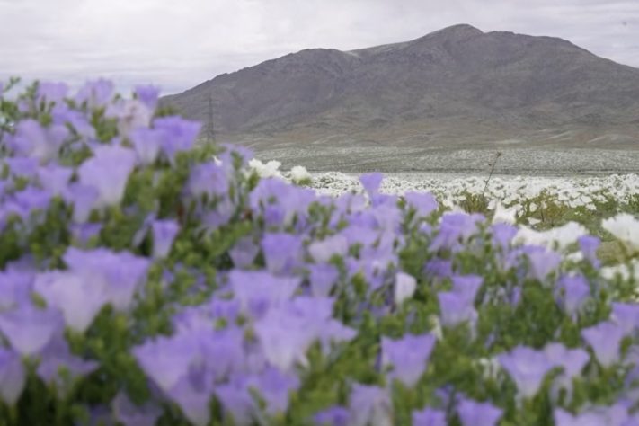Deserto do Atacama fica florido após chuvas acima da média Reprodução/YouTube AFP Português
