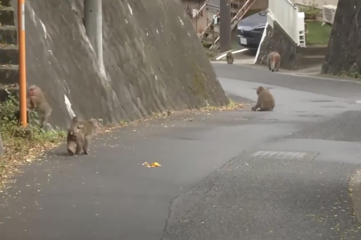 Bando de macacos agressivos aterroriza moradores e provoca caos em ruas de cidade do Japão – Reprodução/YouTube