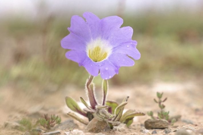 Deserto do Atacama fica florido após chuvas acima da média Reprodução/YouTube AFP Português