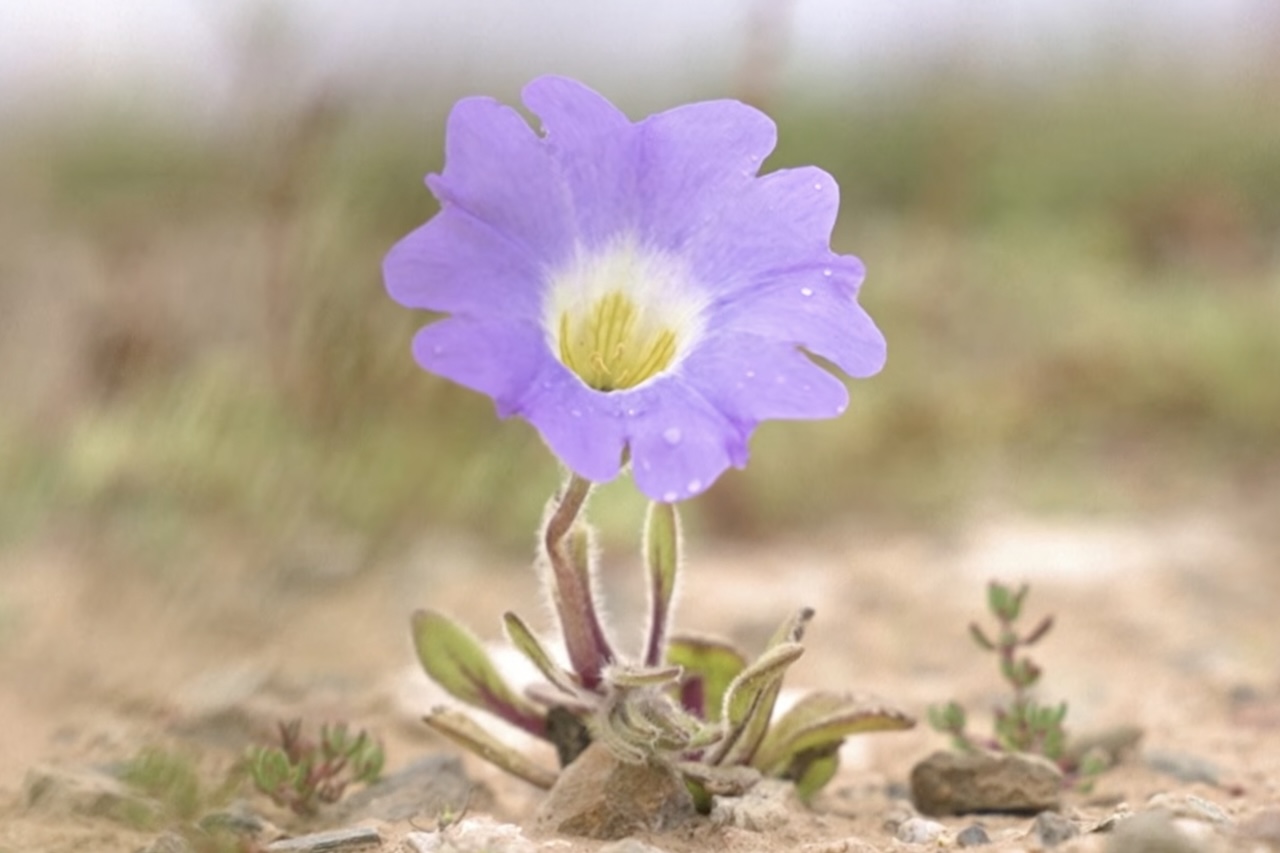 A água alcançou o solo e ativou sementes e bulbos que permanecem protegidos sob a terra durante longos períodos de estiagem. Estima-se que cerca de 200 espécies façam parte desse espetáculo natural, entre elas os suspiros brancos e as patas-de-guanaco, que dão tons violetas à paisagem.