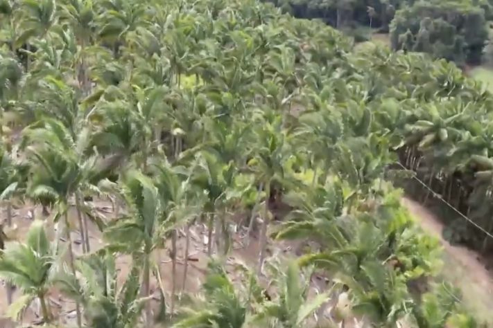 2-Helicóptero espalha 2,6 milhões de sementes para acelerar reflorestamento da Mata Atlântica no ES – Reprodução/TV Gazeta