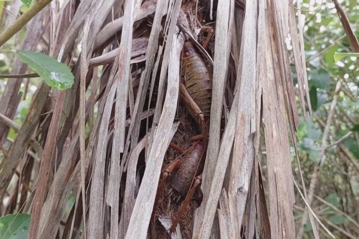 Wētāpunga, inseto gigante mais pesado do mundo nativo da Nova Zelândia – Reprodução/YouTube