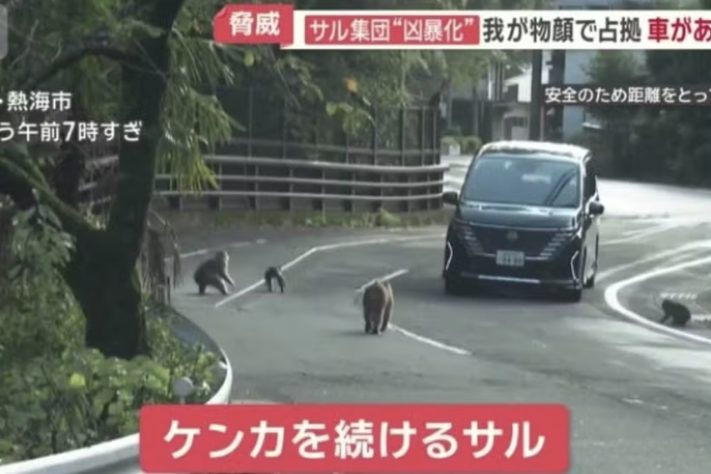 Bando de macacos agressivos aterroriza moradores e provoca caos em ruas de cidade do Japão – Reprodução/YouTube