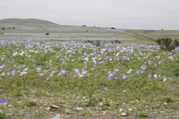 Deserto do Atacama fica florido após chuvas acima da média Reprodução/YouTube AFP Português