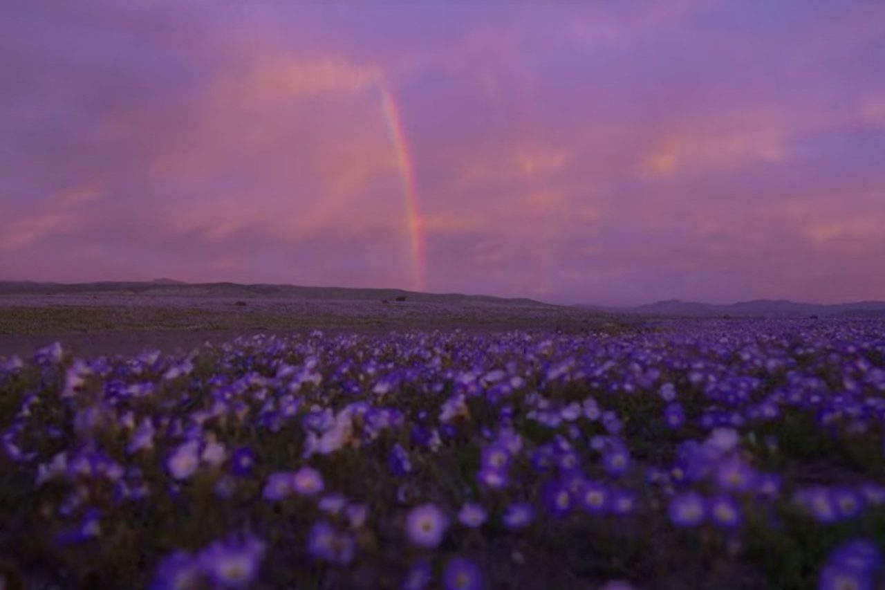 O El Niño acontece de maneira irregular, geralmente em intervalos de dois a sete anos, e influencia diferentes sistemas atmosféricos. No Atacama, a chegada da água também provoca mudanças temporárias no ecossistema, com a presença de insetos, caracóis, aves, répteis e mamíferos.
