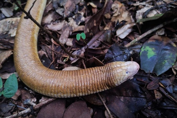 Anfisbena, conhecida como cobra-de-duas-cabeças – iNaturalist/Edivan De Souza