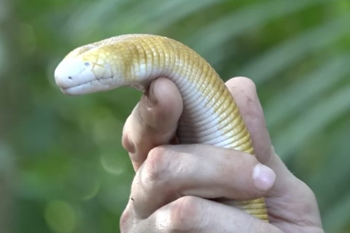 Anfisbena, conhecida como cobra-de-duas-cabeças – Reprodução/YouTube