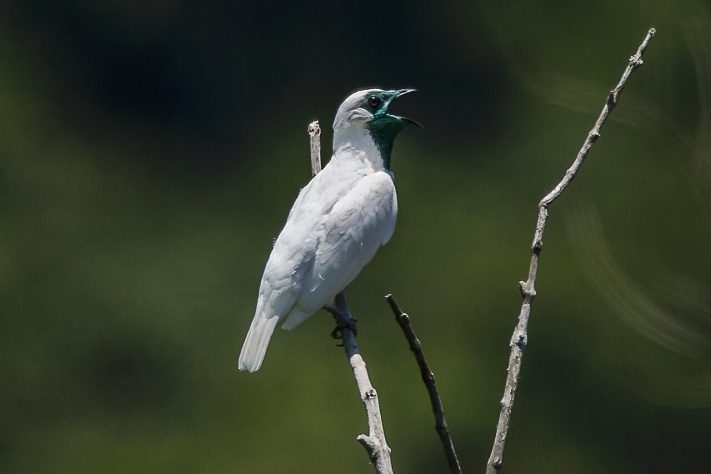 Araponga-de-garganta-nua (Procnias nudicollis) – Wikimedia Commons/Clodomiro Esteves Junior