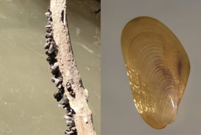 Avanço do mexilhão-dourado surpreende cientistas, causa prejuízos ao setor elétrico e ameaça ecossistemas na Amazônia